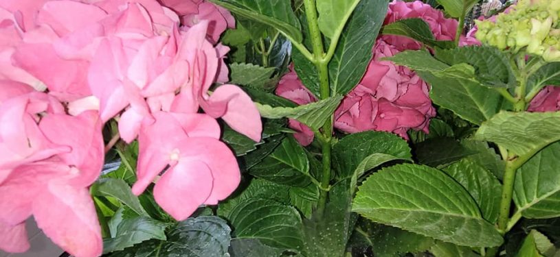 284480194_512328344020137_7539596419699145073_n